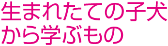 生まれたての子犬から学ぶもの