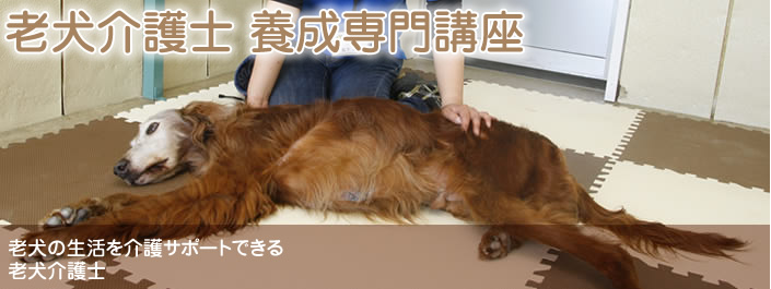 老犬介護士養成専門講座 