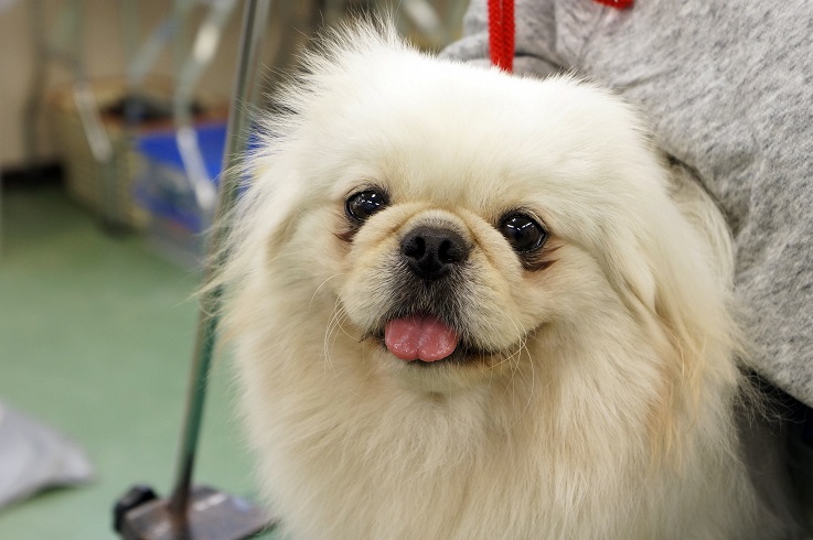 第一種動物取扱業について